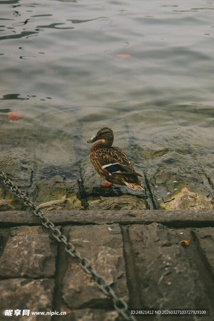 水中笼边的棕色小鸟