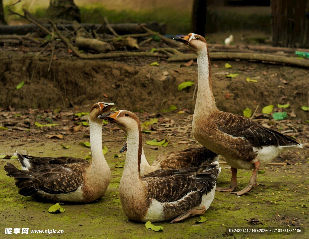 一群鹅在泥地休憩