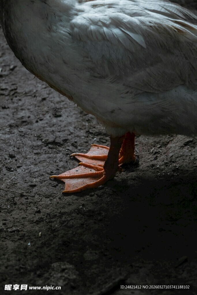 白鹅橙脚特写