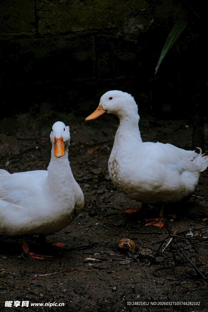 两只白鸭站在泥土上