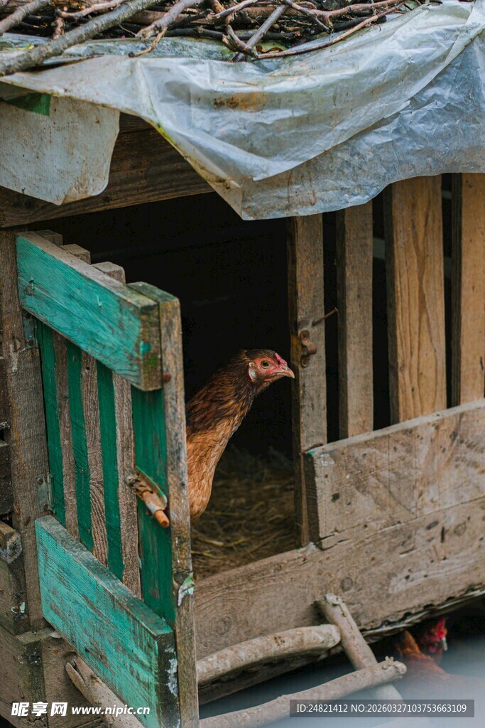 老式鸡舍里的母鸡
