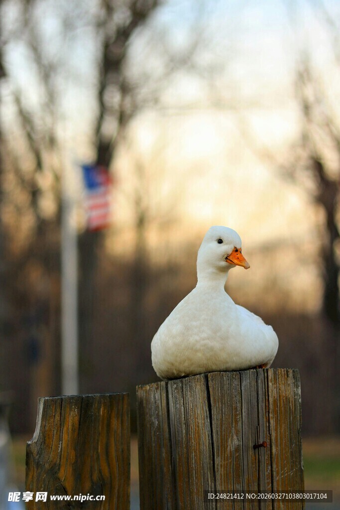 木桩上的可爱白鸭子