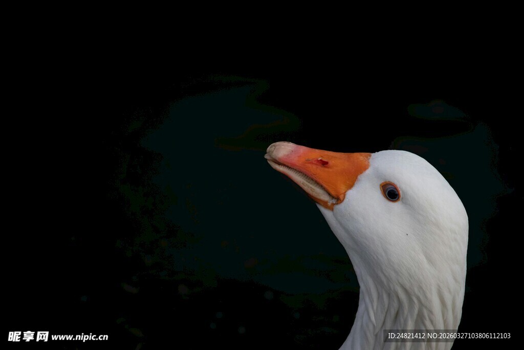 白鹅特写