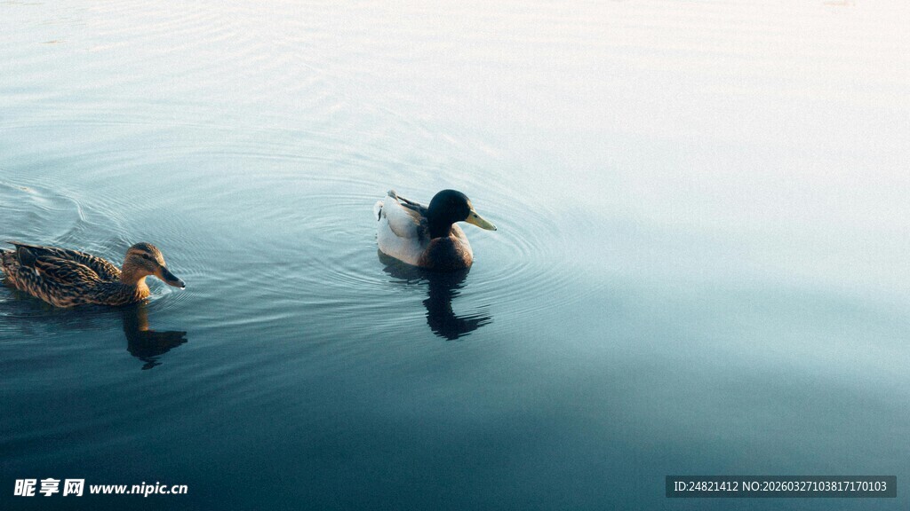 水面上悠游的几只鸭子