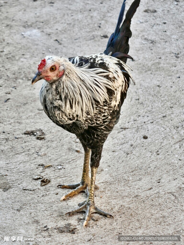 单只灰羽公鸡立于地面