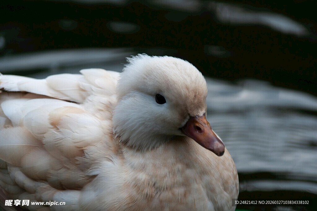 白色绒毛鸭水中静立