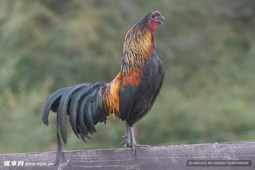 雄姿英发的五彩大公鸡