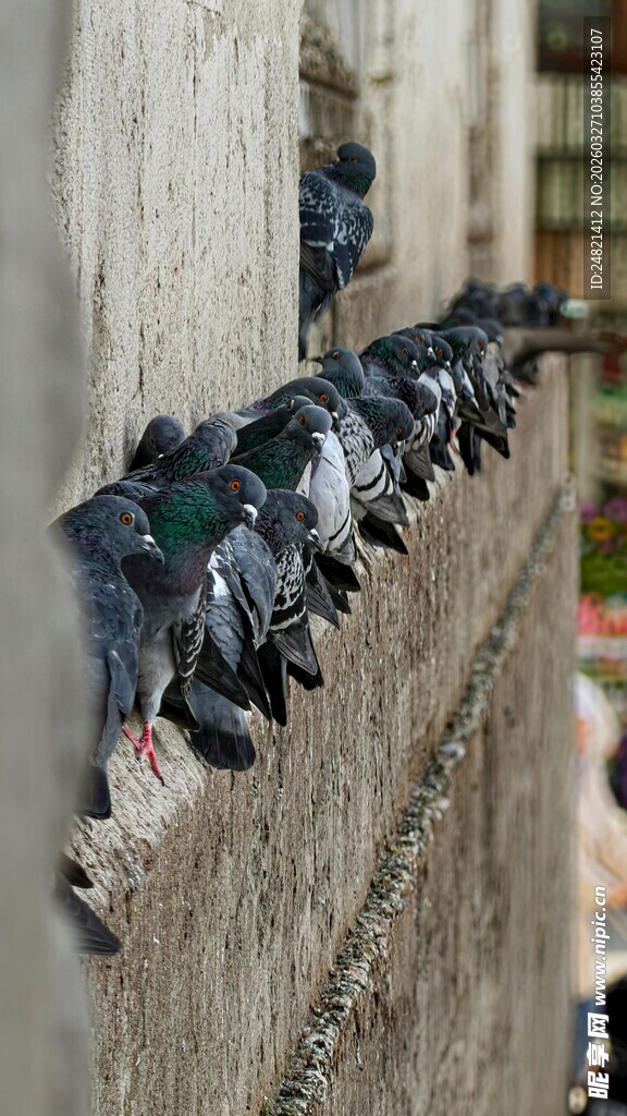 墙边栖息的一群鸽子