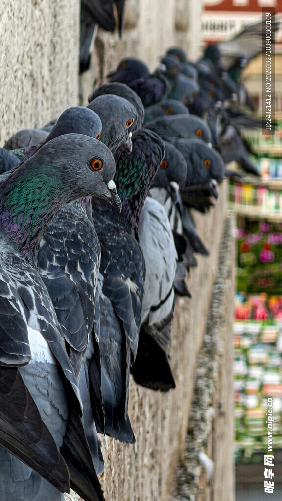 一排鸽子栖息在墙边