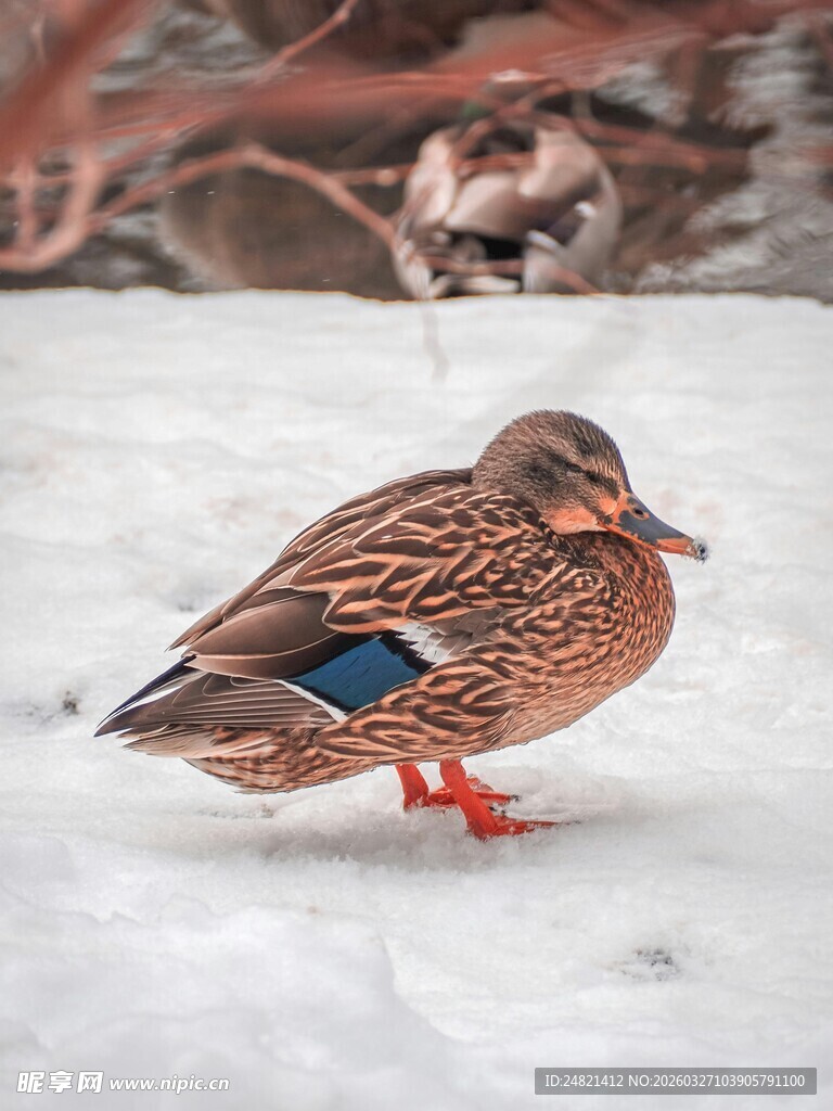 雪地中站立的多彩野鸭