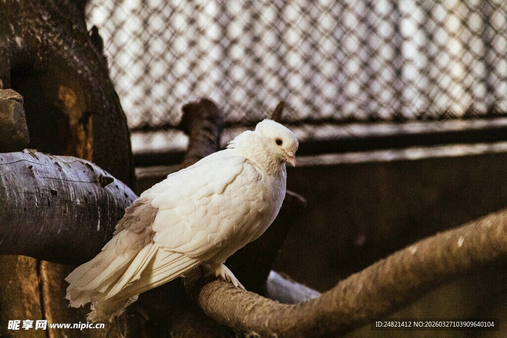 笼中白鸽栖息于树枝上