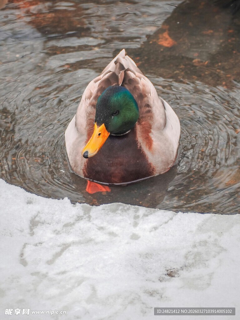 雪水中的绿头鸭