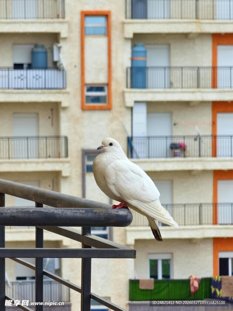 阳台栏杆上的白色小鸟