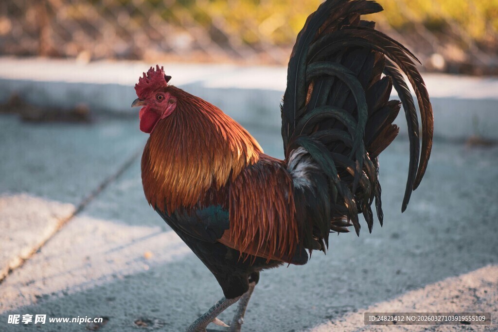 昂首阔步的美丽大公鸡