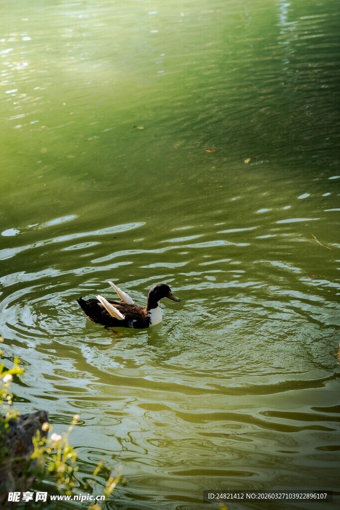 池塘中悠游的鸭子