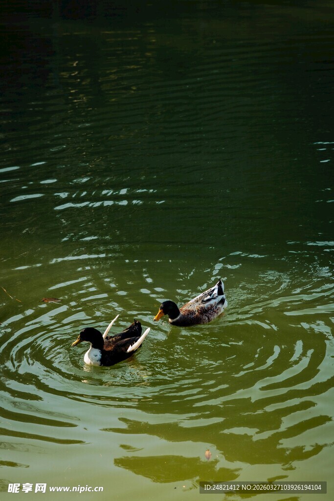 水中双鸭泛起涟漪