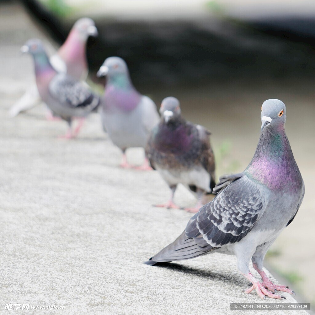 一排鸽子整齐站立