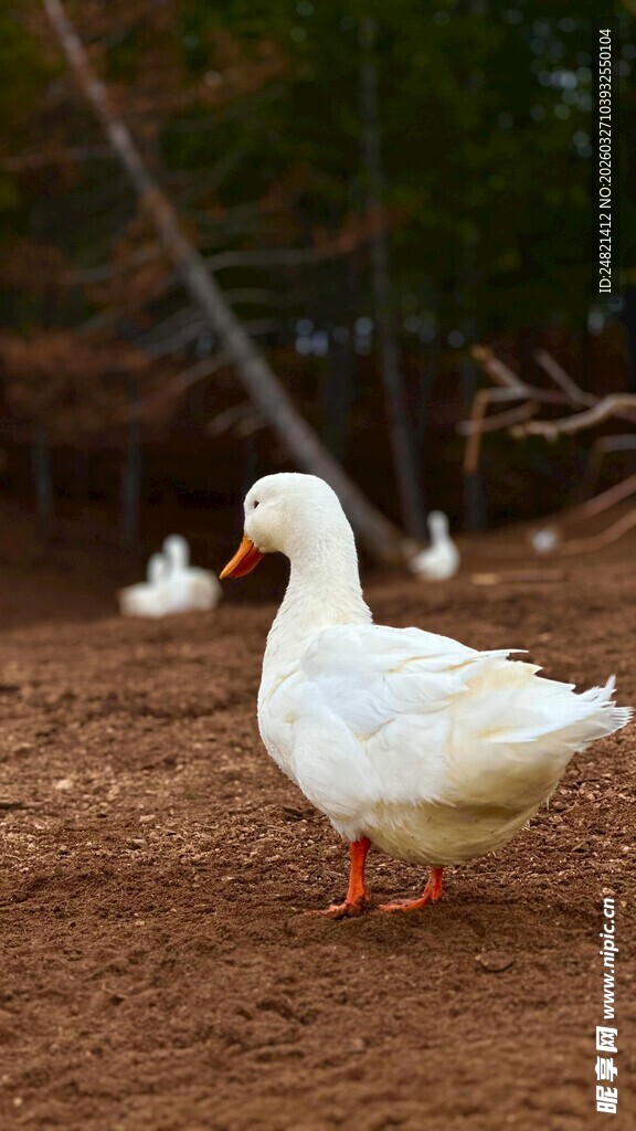 农场中的大白鸭