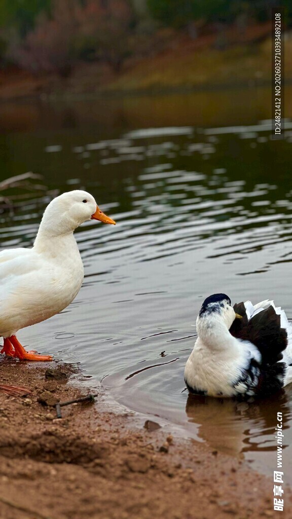 岸边戏水的白鸭与黑白鸭