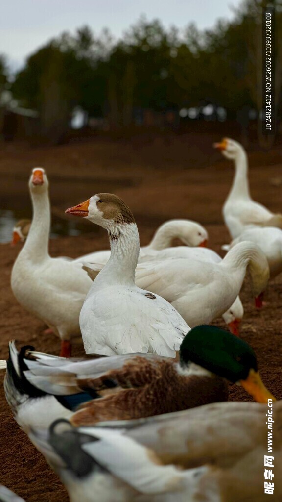 一群白鹅与鸭子在户外