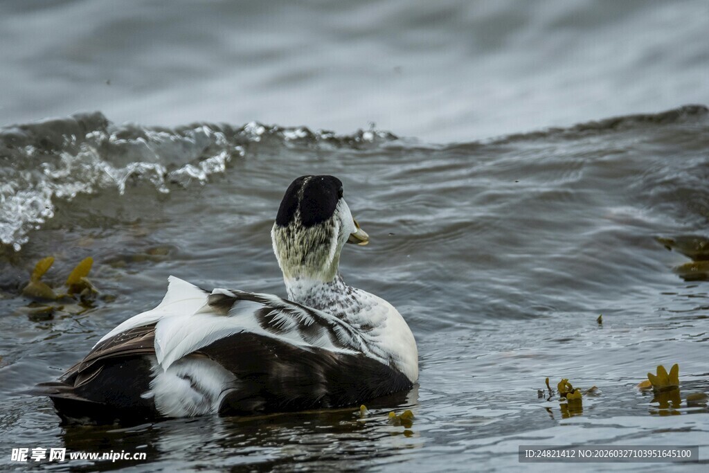 水面鹈鹕与群鸟景象