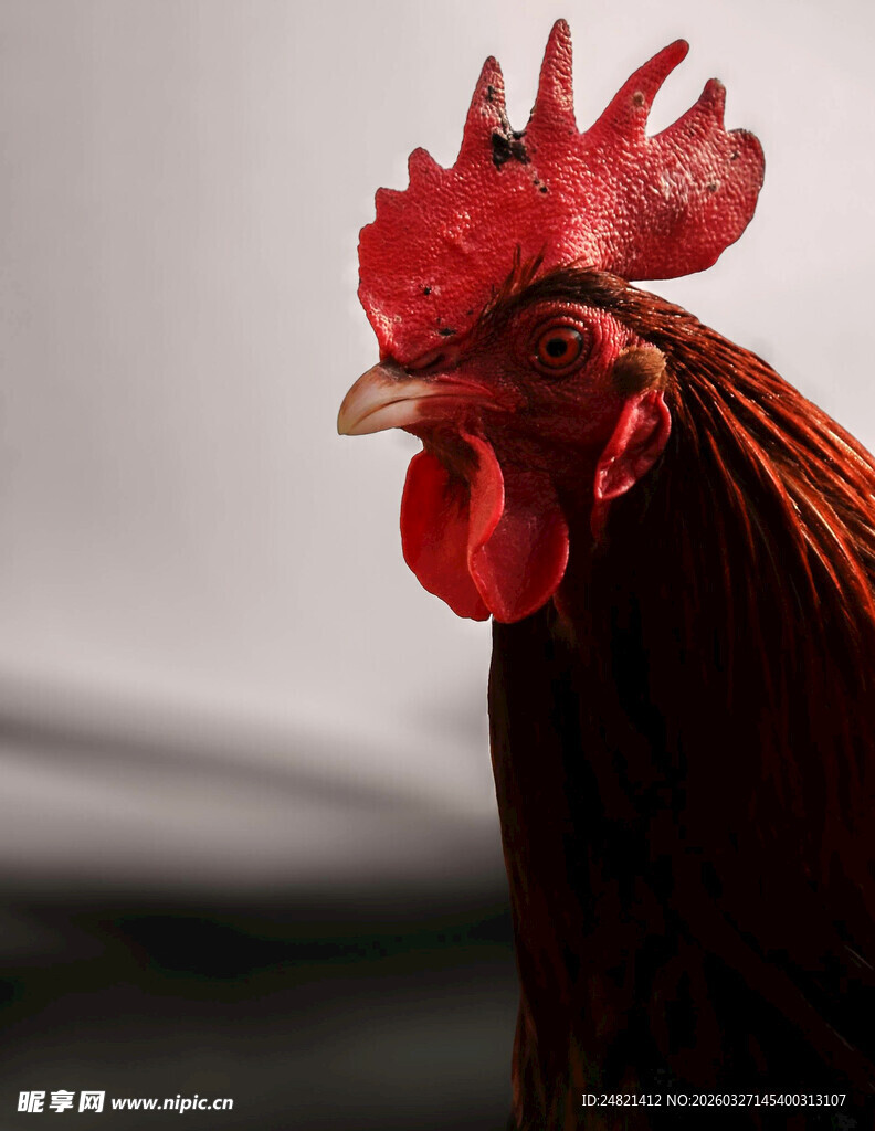 红冠公鸡特写