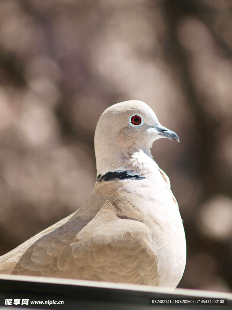 颈系蓝饰的浅色鸽子