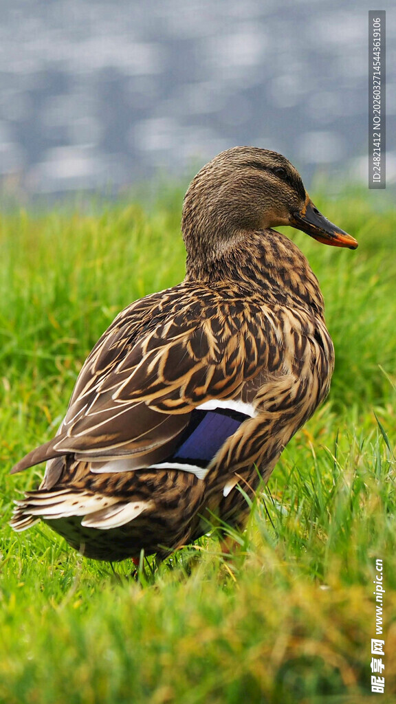 草地上的一只野鸭