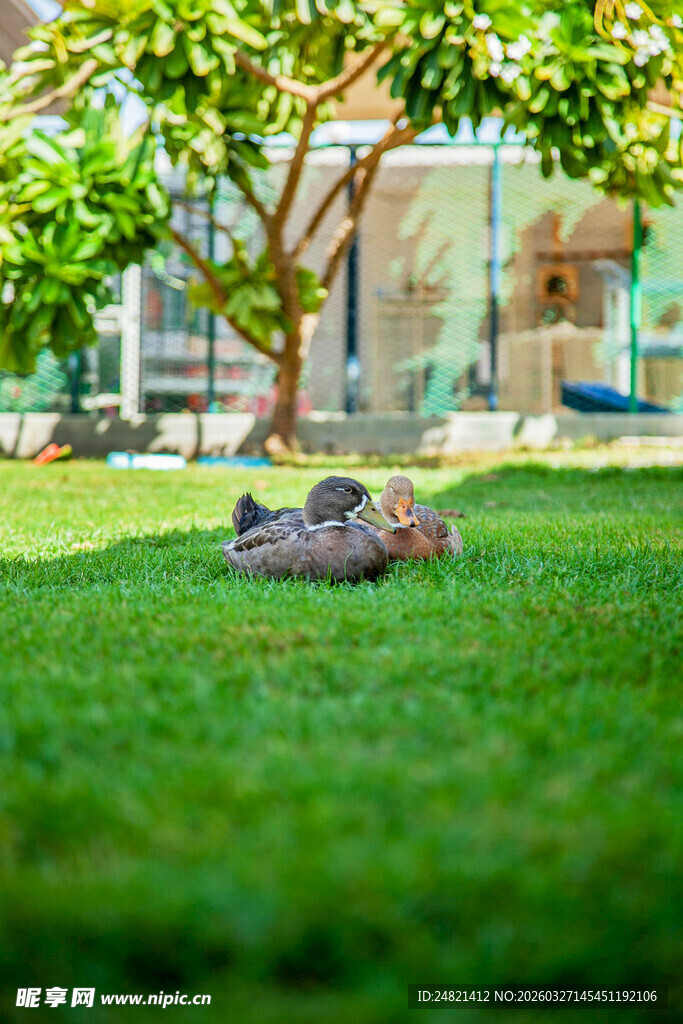 草地上惬意休憩的狗狗