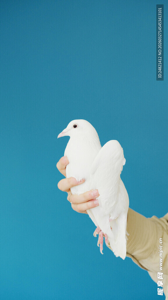 手托白鸽