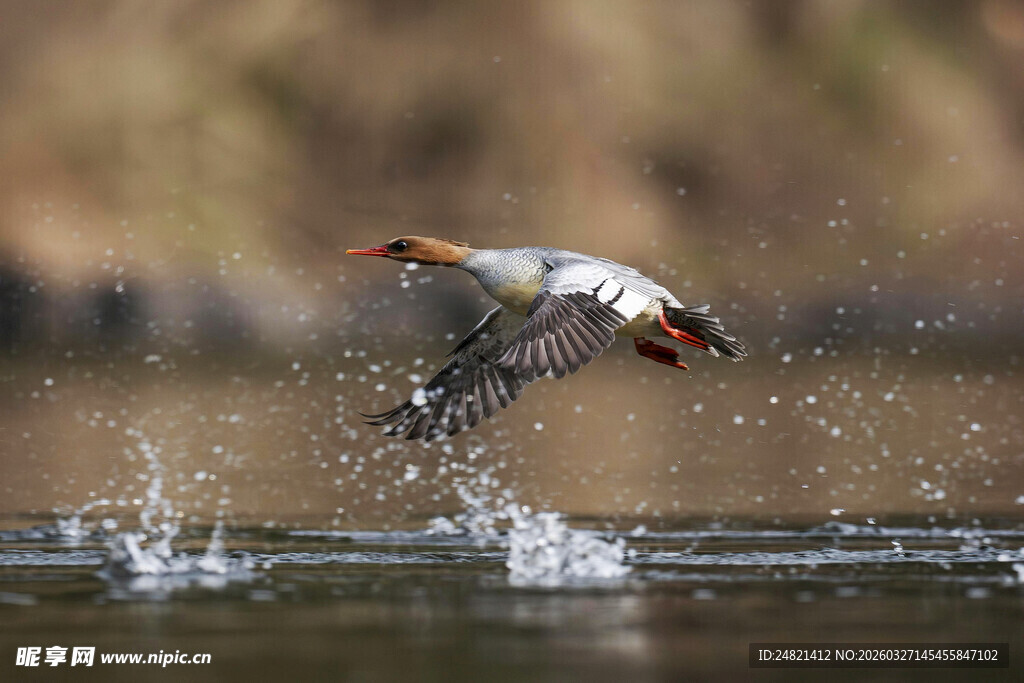 秋沙鸭水面展翅瞬间