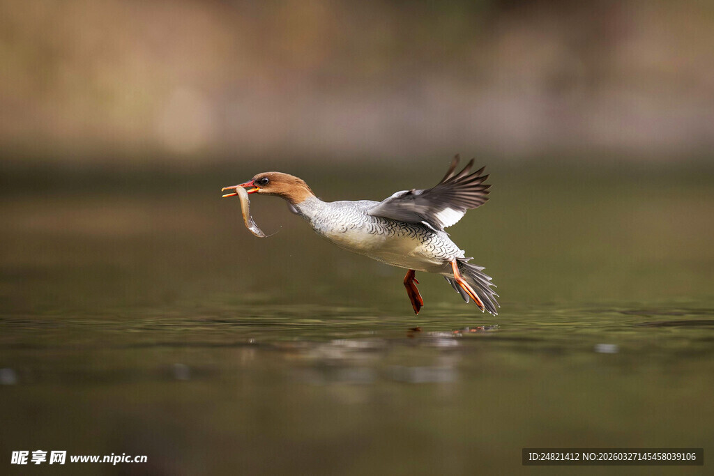白鸟水中捕食灵动瞬间