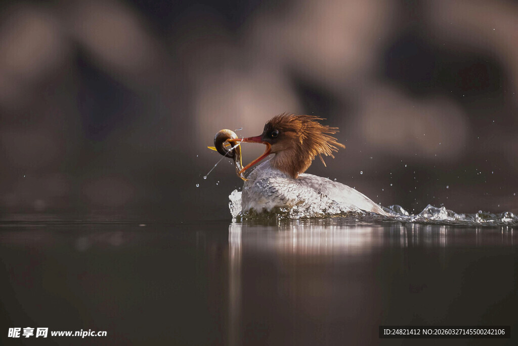凤头鸊鷉水中捕食瞬间