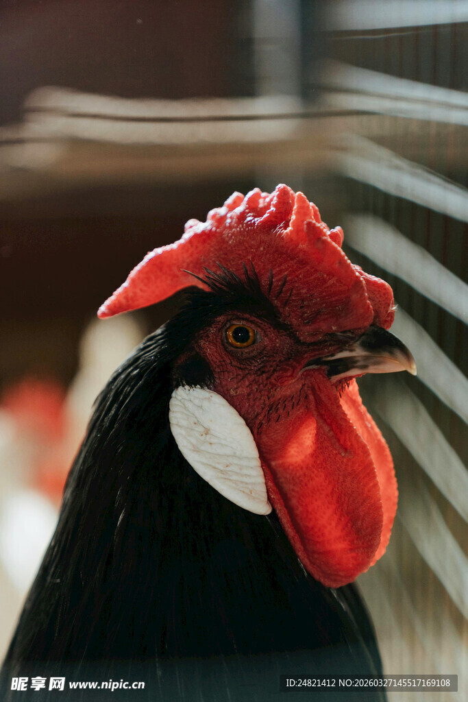 公鸡特写
