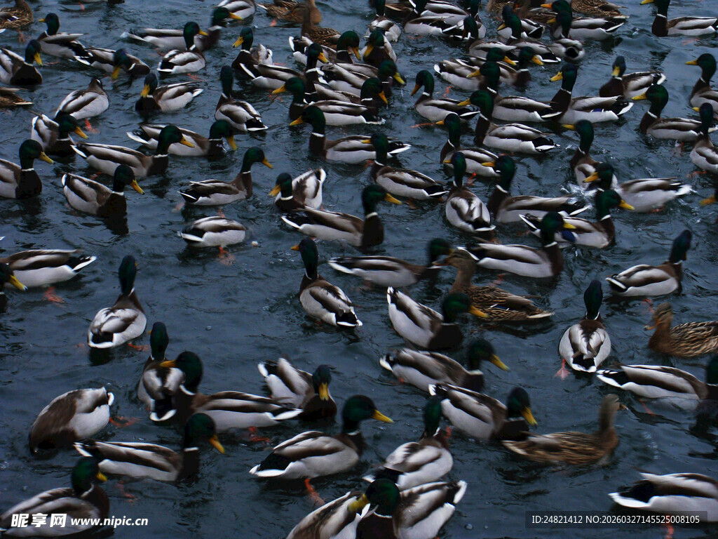 群鸭戏水