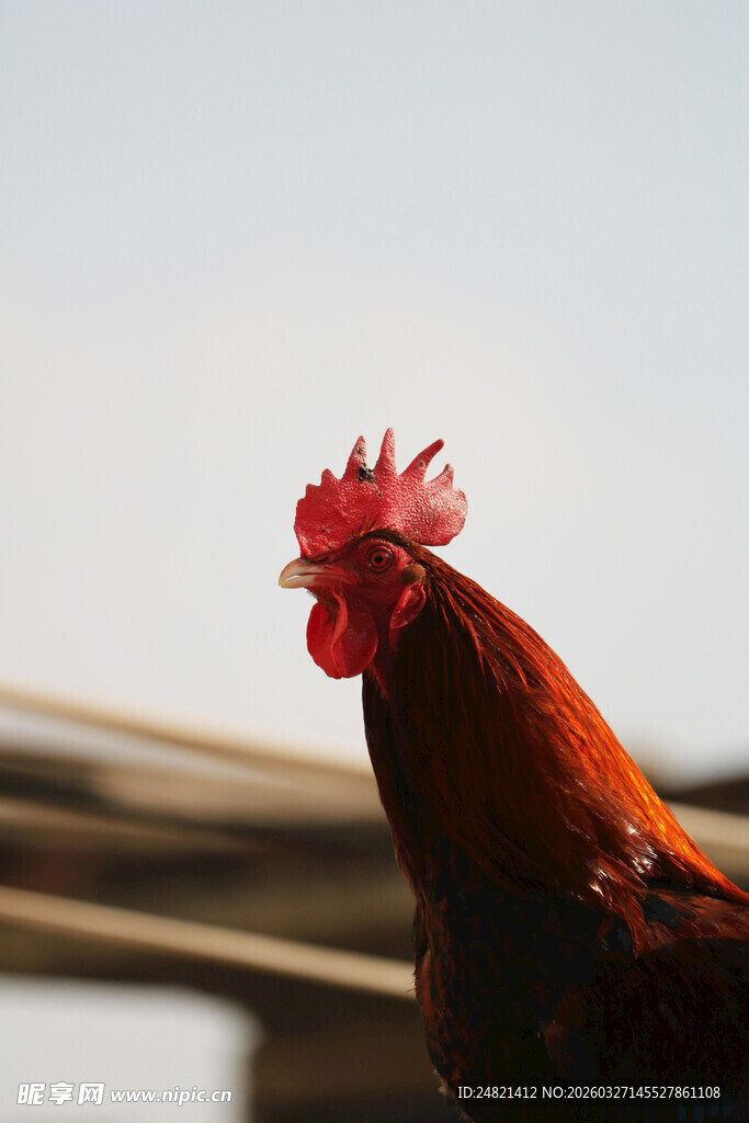 昂首挺立的公鸡