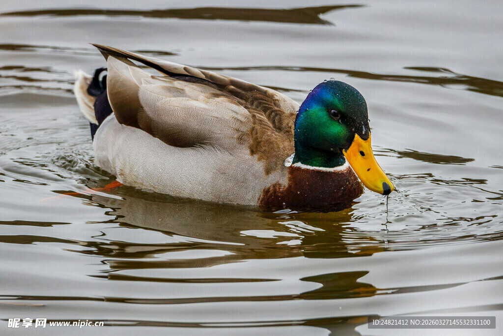 水中游弋的多彩野鸭