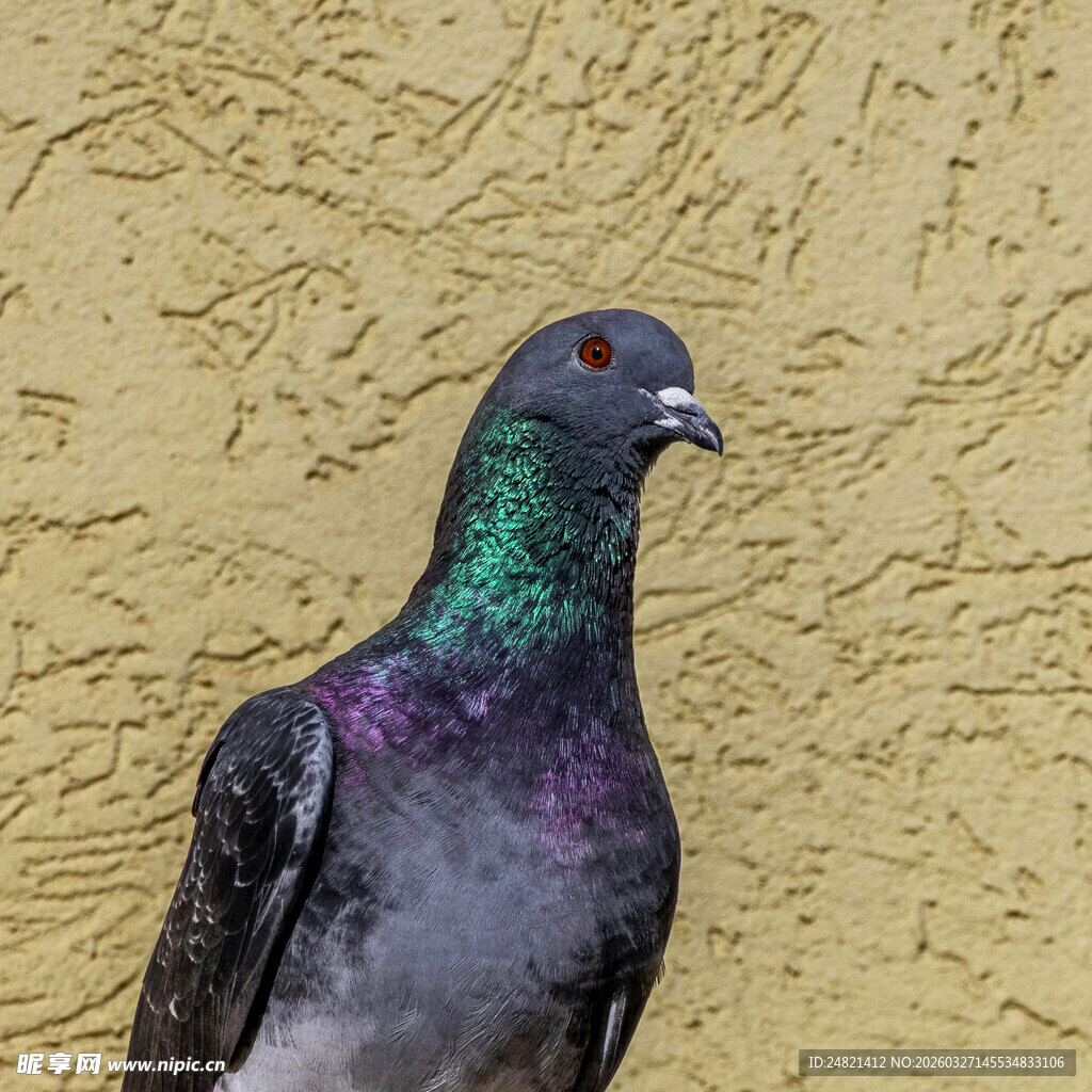 灰羽彩颈的鸽子