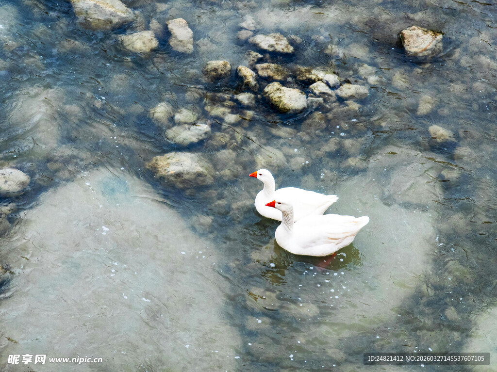 水中白鸭悠游