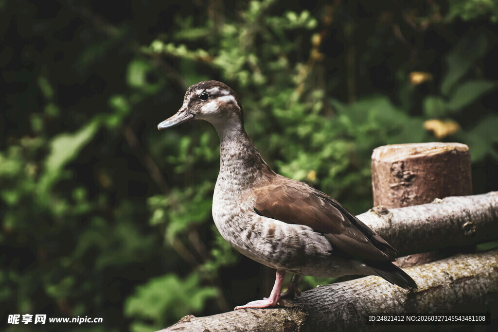 枝头俏立的美丽鸭子