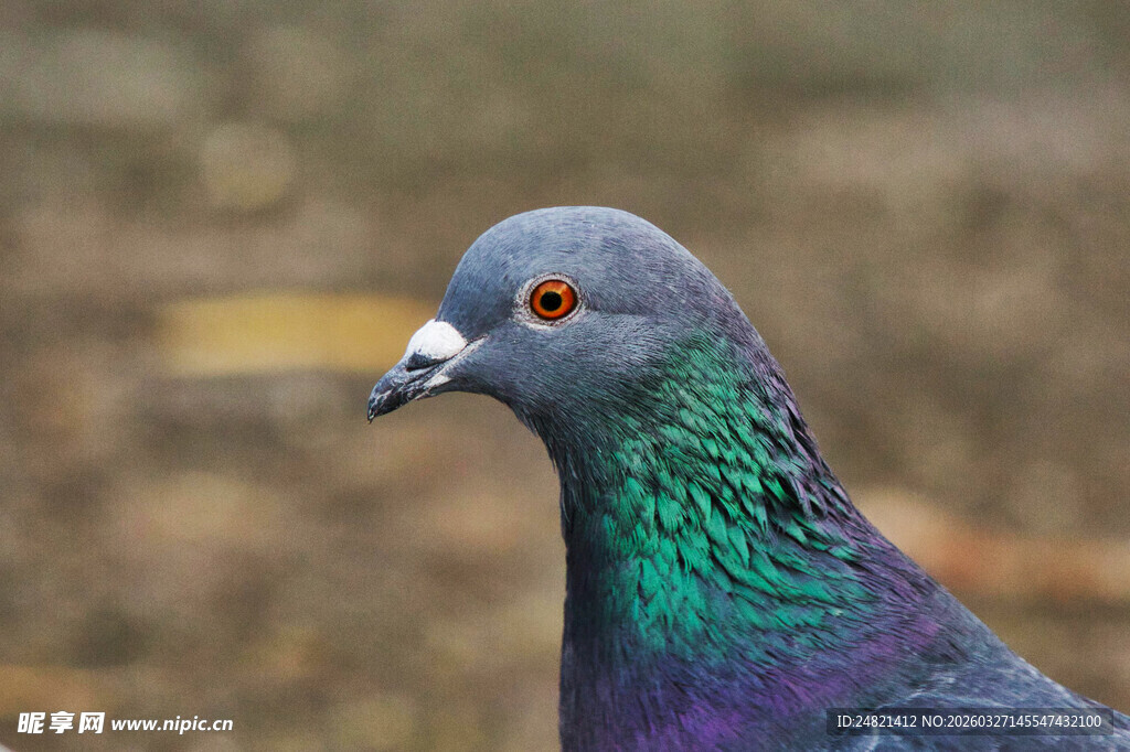 灰紫色鸽子特写