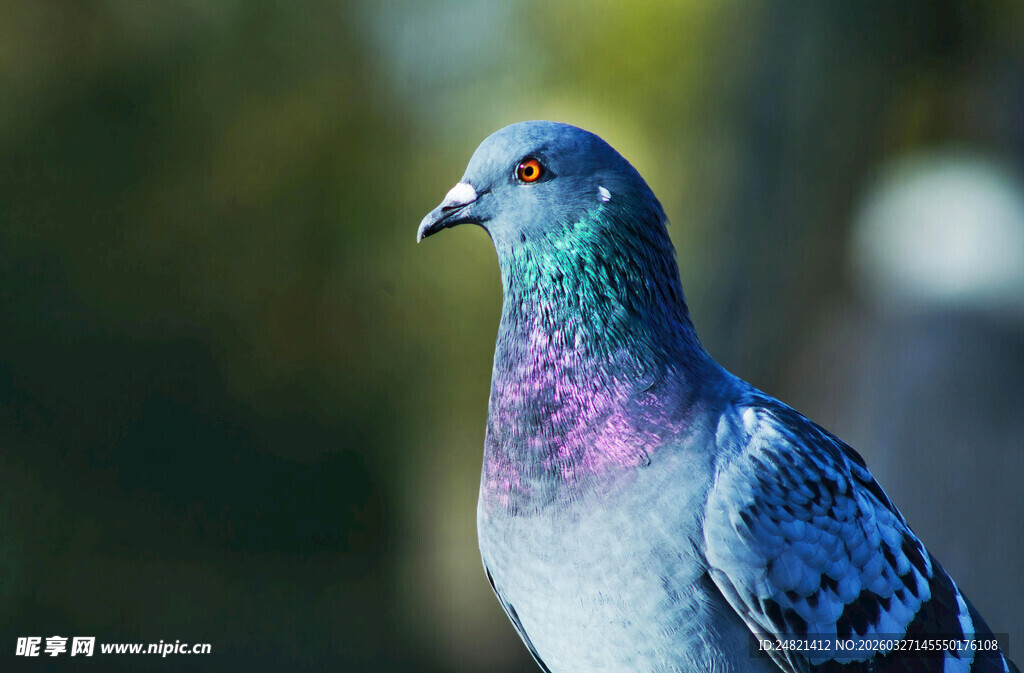 多彩鸽子特写