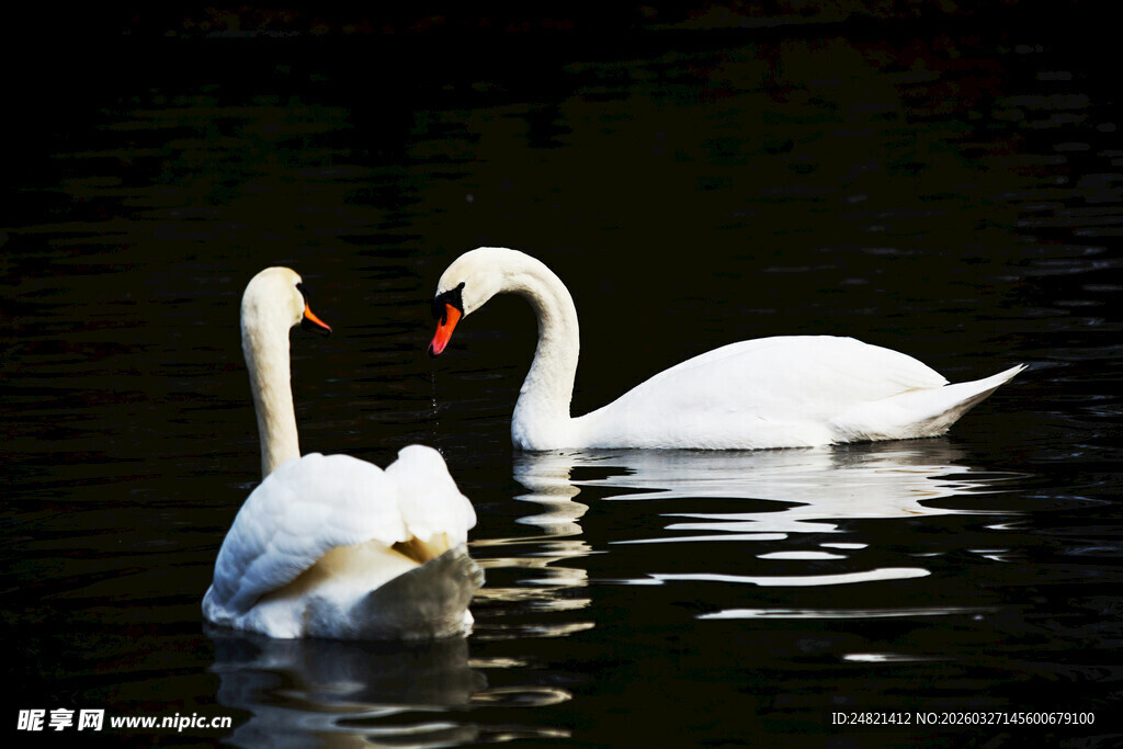 双天鹅于水中优雅相依