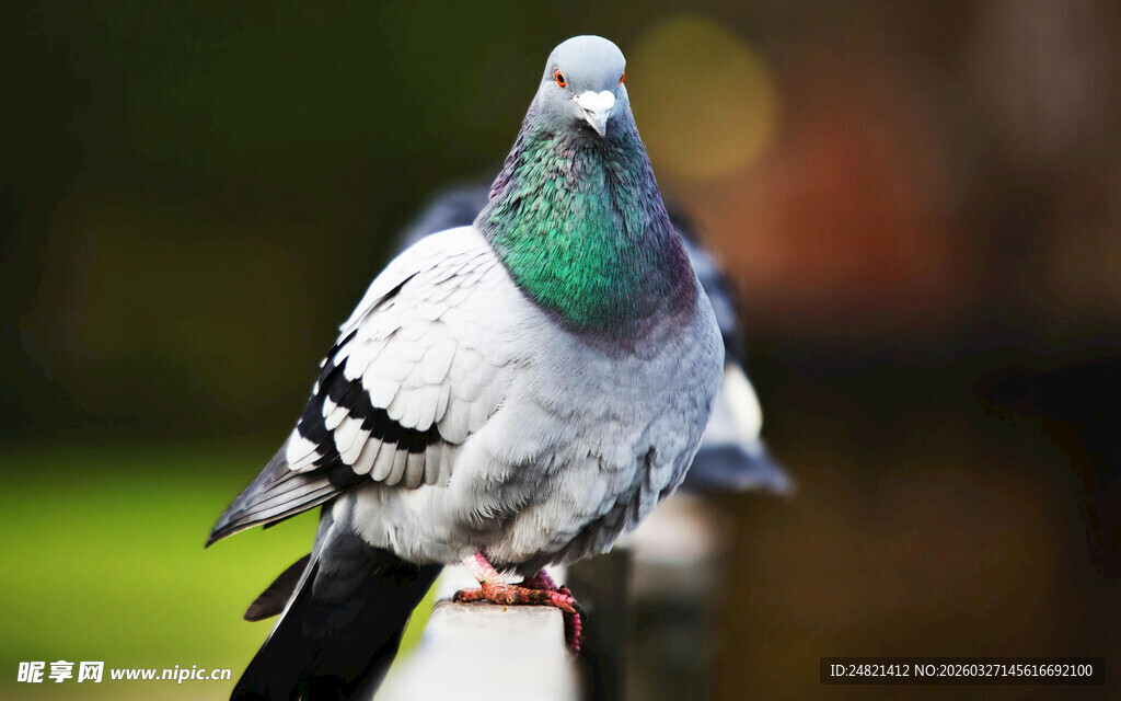 灰白鸽子立于枝头