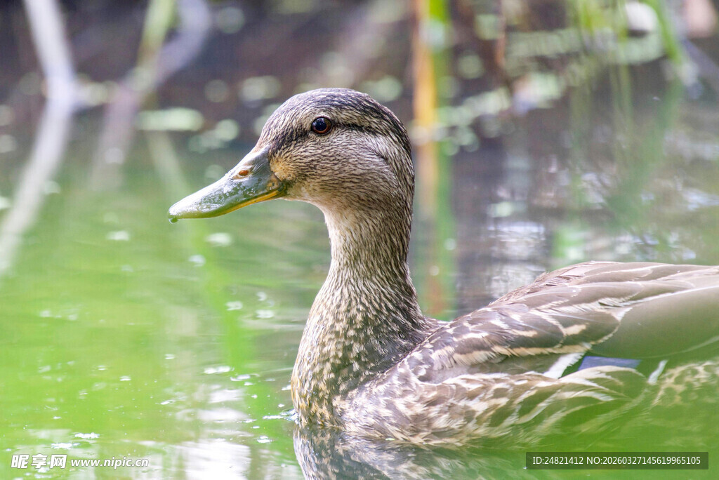 水中游弋的美丽鸭子