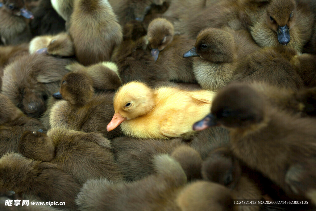 小黄鸭置身群鸭之中