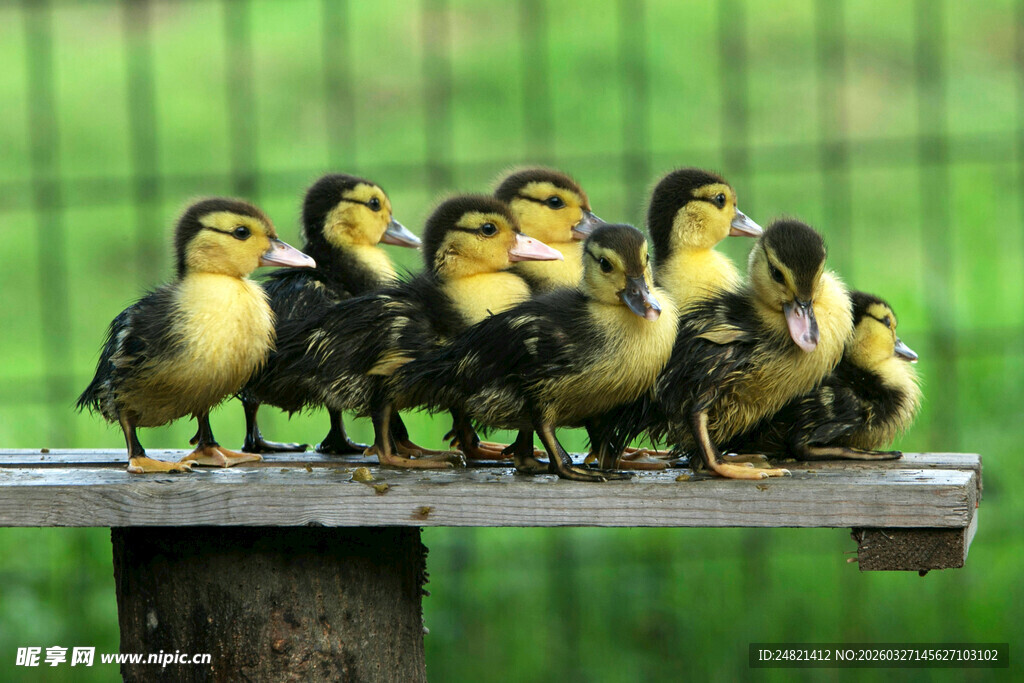 一群小鸭子站在木板上