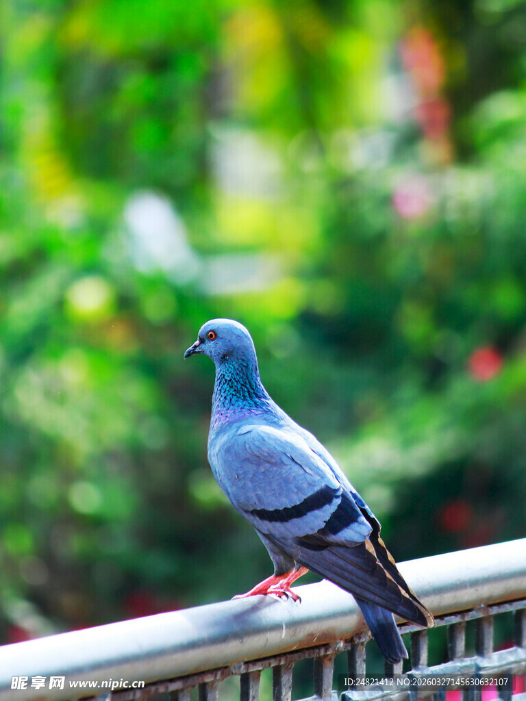 栏杆上的灰蓝色鸽子