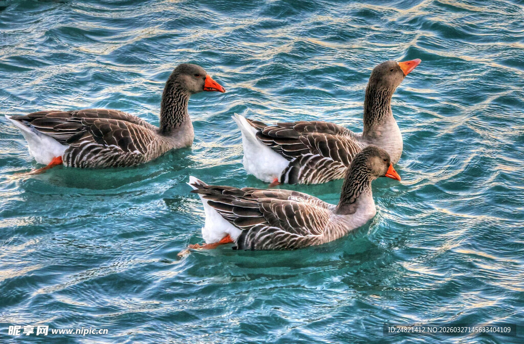 水中游弋的几只灰鹅