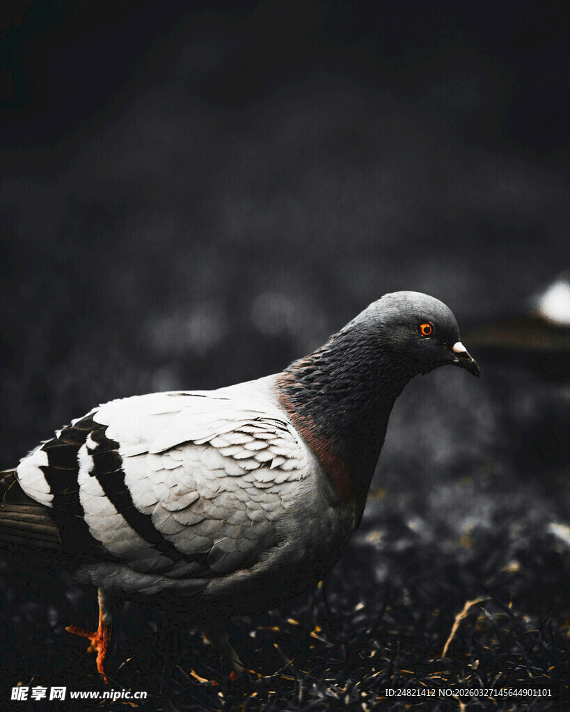 灰白鸽子于地面觅食